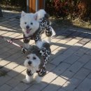 세아모피 | 11월 18일 아산 호수 공원 산책 모임 후기^^