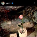 솜(SSOM)