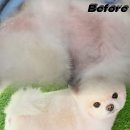 하니 그루밍( Hani Grooming) 이미지