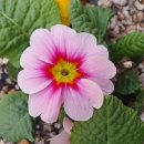 호랑이 유도관 이미지