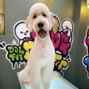 도그핏애견샵 이미지