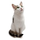 크라운 동물병원 이미지