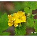 애기똥풀 이미지