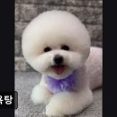 동물을사랑하는사람들 | (수원, 강아지, 고양이, 애견미용, 추천!) 댕욕탕 댕욕탕, 반려동물 맞춤 케어