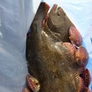 [공지] 🐟 2025 제19회 영덕 물가자미 축제 체험 후기