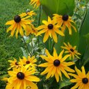 홍천강 오토캠핑장 이미지