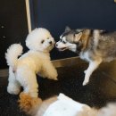 반려식탁 | 강아지 호텔에서 스트레스 없이 적응하는 방법 반려식탁 후기