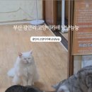 냥냥늉늉 이미지