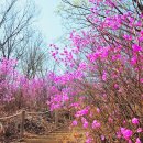 서울산마트 | 청계산 진달래능선 지금 가세요! | 4/2 진달래 만개 실시간 개화 현황 (원터골~진달래능선~매봉 코스)