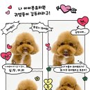 아이몽 애견 유치원 이미지