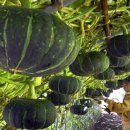 사촌농장 이미지