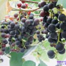 포도가 있는 풍경 이미지