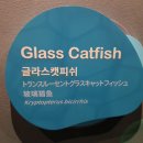 플래티넘피시 이미지