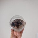 솔내향커피 이미지