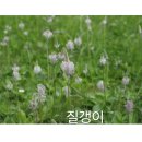 질경이 이미지