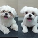 신반포동물병원 이미지