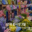 신플라워 - 서초구 새원3길 6 | 양재 꽃시장 3월: 주차 • 운영시간 • 방문 추천 요일 • 3월 꽃 종류 & 가격 • 매장 추천