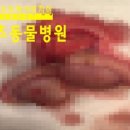 동부산동물병원 네이버블로그