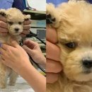 더펫동물병원 이미지