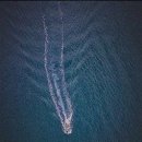 애견발자국 이미지