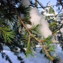 깜장고무신 이미지