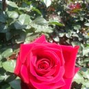 6월1일(일)부천백만송이장미축제 이미지