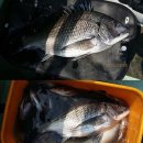 순천대물낚시 이미지