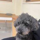 댕린이 보호구역 이미지