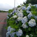 꽃길펜션 이미지