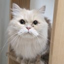 제천동물보호센터 이미지