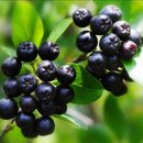 아로니아 이미지