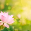 작은나무한의원 이미지