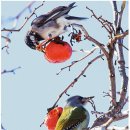 딱따구리 - 군산시 대명3길 34 | 딱따구리