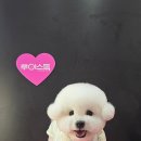 시루 반려견 미용 이미지