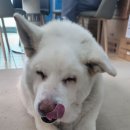 개맑음