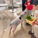 (주)포레나무병원 | 정읍 아이랑 가볼 만한 곳 비비포레 온실,동물먹이주기,실내놀이터 내돈내산