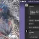 내가 쏜 닭 이미지