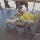 미사마이펫 이미지