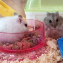 까망이PC 이미지