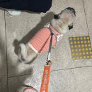 입어보개 이미지