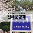 대야초등학교 | 『진해군항제 경화역 여좌천』 : 창원 진해 : 낮에는...저녁 밤 벚꽃 구경 후기 + 공식 벚꽃 개화 상황...