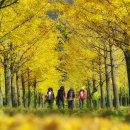(주)행복은행나무 Daum카페
