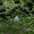 흑석 농장 이미지