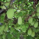 초심농장 이미지