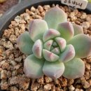 핑크바니 이미지