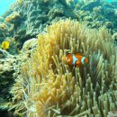 스노링케어 | 보홀 발리카삭 호핑투어 내돈내산 스노쿨링 추천