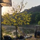 오동나무농장 이미지