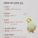 앵무새카페 이미지