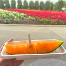 삿포로 비에이 일일투어 홋카이도랩 이용 후기