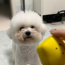 용성중학교 | 청주애견미용 스트레스 없는 위생미용 추천, 힐링펫스테이 후기